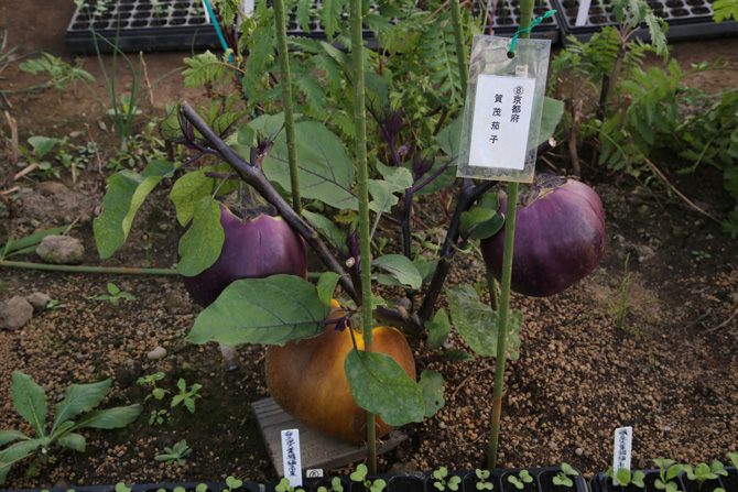 京都近辺の在来作物「賀茂茄子のタネをとるための実