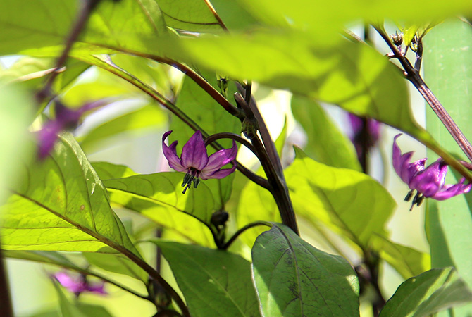 紫唐辛子の花