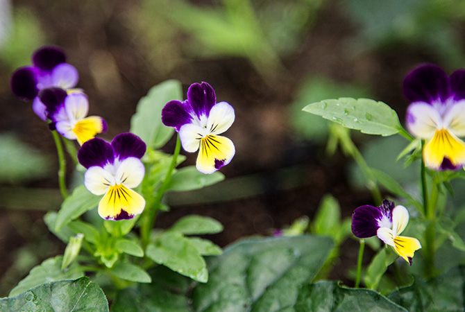 ハーツイーズ（学名： Viola tricolor）